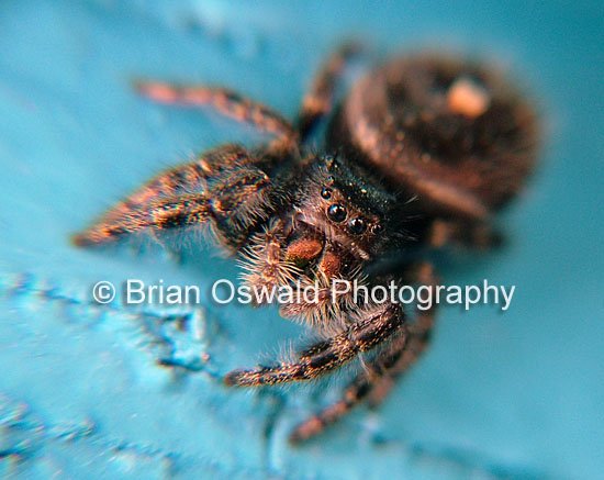 Cute Fuzzy Spider - 8x10