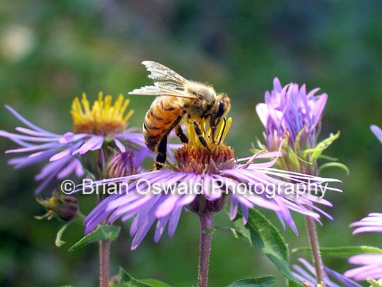 Spring Pollinator - 5x7