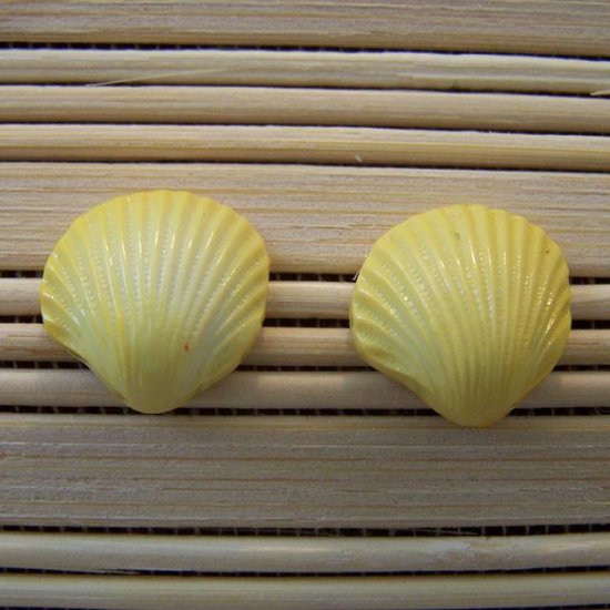 shell shaped yellow stud earrings small