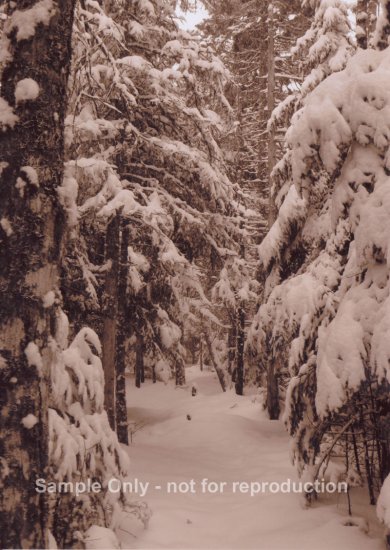 "Snowy Trail" - 5x7 - Original Sepia Photo - signed