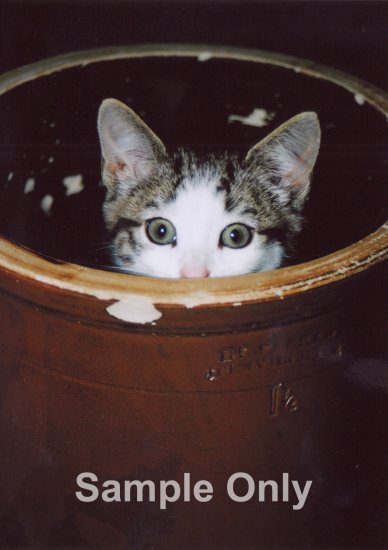 "No Peeking" - 8x10 - Original Color Photo - signed