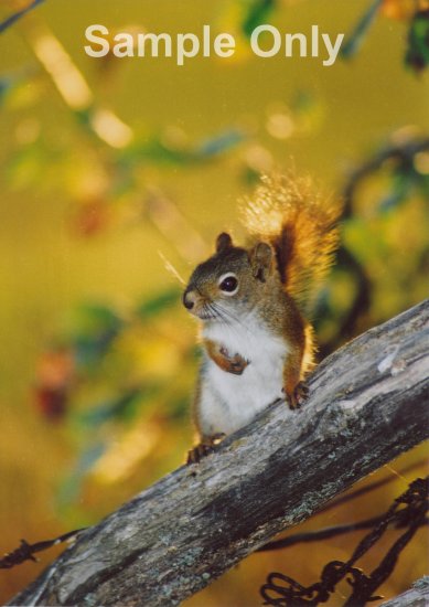"The Squirrel" - 8x10 - Original Color Photo - signed