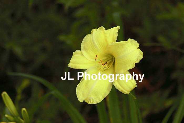 "Mellow Yellow" - 5x7 - Original Floral Color Photo - signed