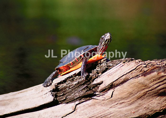 "Painted Turtle" - 5x7 - Original Color Photo - signed
