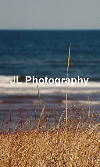 "Beach Grass" - 5x7 - Original Color Photo - signed
