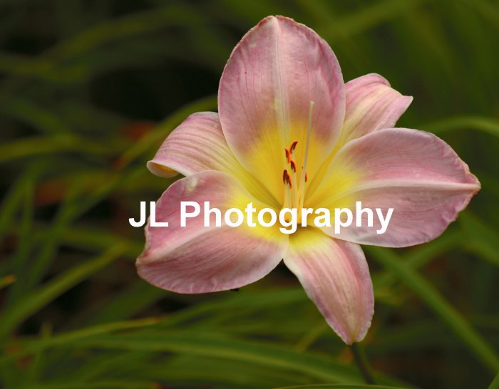 "Pink Lady" - 8x10 - Original Floral Color Photo - signed