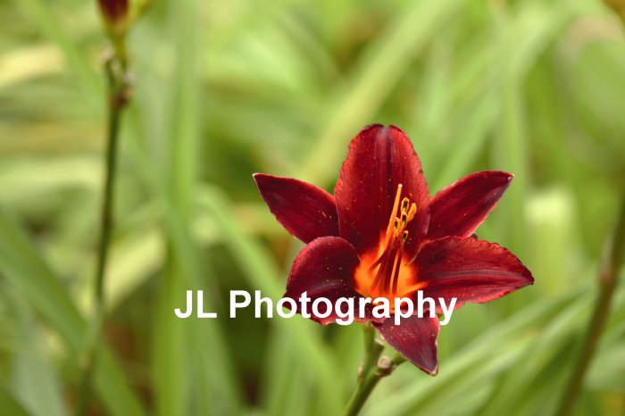 "Crimson Queen" - 8x10 - Original Floral Color Photo - signed