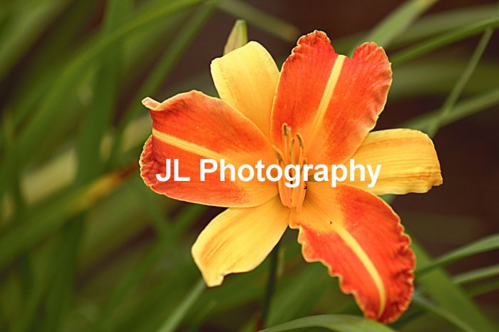 "Starburst" - 8x10 - Original Floral Color Photo - signed
