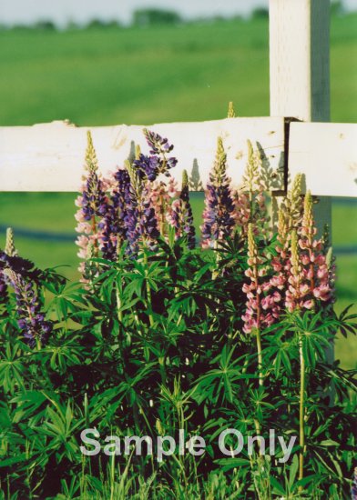 "Lupins" - 5x7 - Original Color Photo - signed