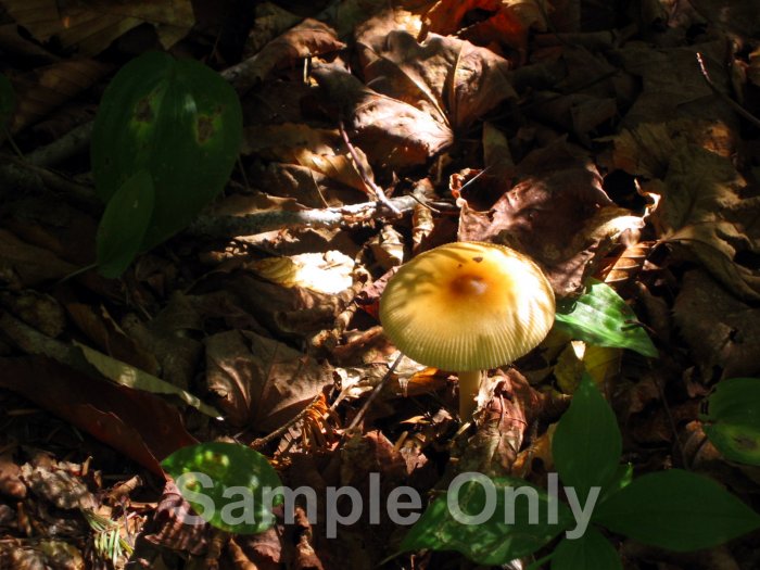 "From Under the Ground" - 8x10 - Original Color Photo - signed