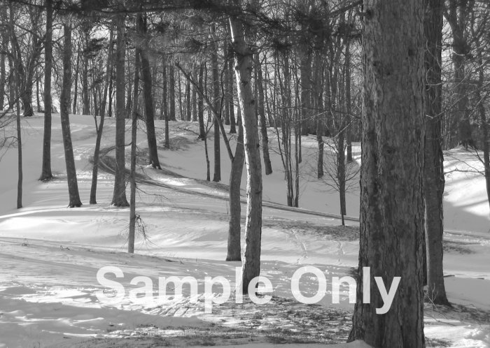 "Winter Pines" - 8x10 - Original Black and White Photo - signed