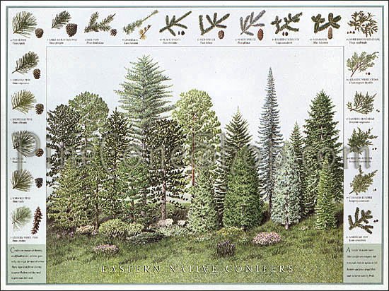Pinecone & Conifer ID Poster ~ Eastern US