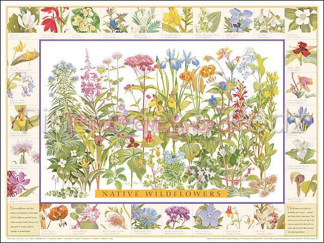 Wildflowers ID Poster ~ North East US & Canada