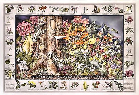 Wildflowers ID Poster ~ Western US