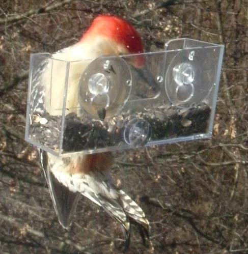 NO POOP BIRD FEEDER THESE NEW NO POOP WINDOW BIRD FEEDERS ARE WORTH DISCOVERING! GREAT GIFTS!