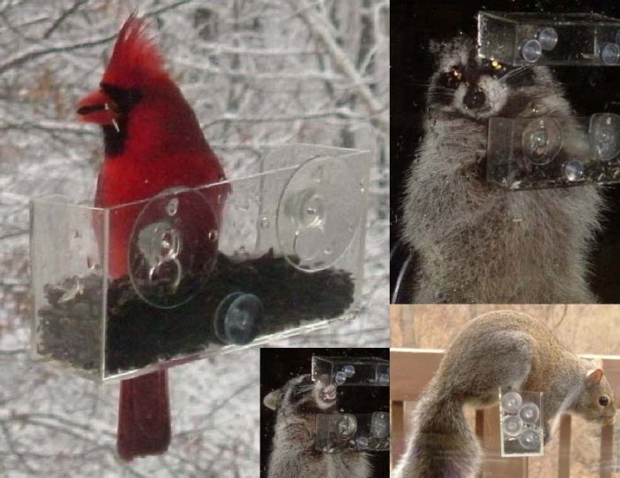 Create YOUR OWN WILDLIFE AREA SQUIRRELS BEARS & RACCOONS LOVE BAKER WINDOW BIRD FEEDERS