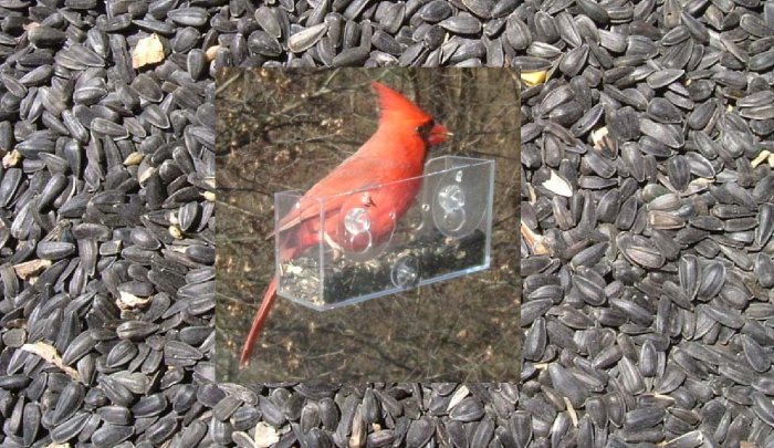 BLACK OIL SUNFLOWER SEED (1 pound) and NEW Window Bird Feeder