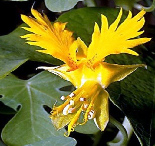Nasturtium (Tropaoleum) Rare Canary Bird Vine-10 + Seeds