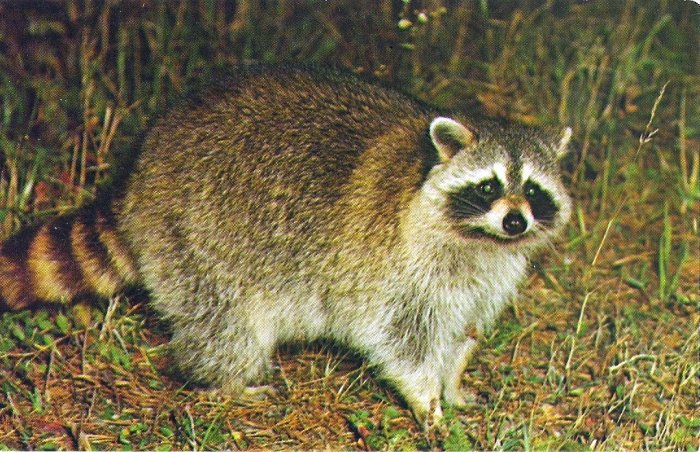 Vintage Wildlife Postcard ~ RACOON ~ Chrome ~ UNU