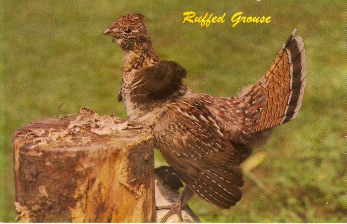 Vintage Wildlife Postcard ~ Ruffed Grouse~ Chrome ~ UNU