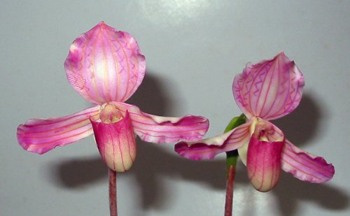 Handmade Lady Slipper Orchid Pink Flowers for Home Decor
