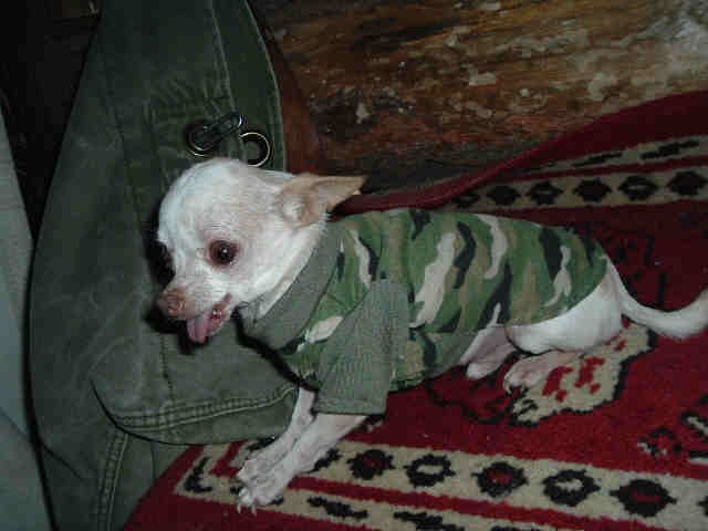 Army Green Camou T-Shirt for T-Cup size Dog FREE USA SHIPPING!