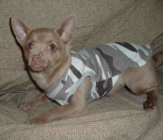 DESERT CAMOUFLAGE T-SHIRT FITS T-CUP DOGS FREE USA SHIPPING