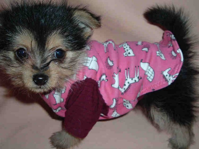 LITTLE ANIMALS T-SHIRT FITS T-CUP SIZE DOG FREE USA SHIPPING