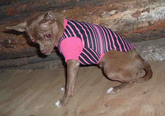 HOT PINK STRIPES T-SHIRT FITS T-CUP SIZE DOG FREE USA SHIPPING