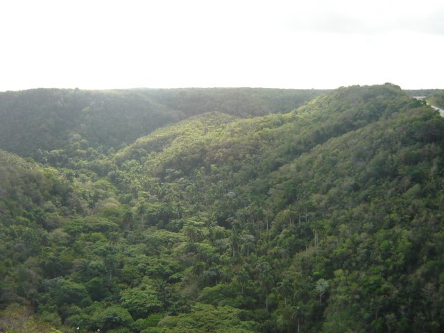 Bush