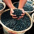 Acai (Assai) Berry Powder 1 Pound