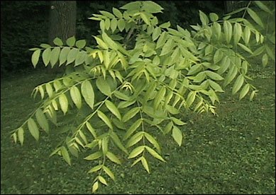 Black walnut leaf cut and sifted 1 Pound