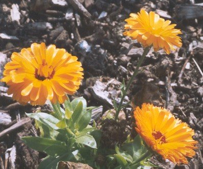 Calendula flowers petals 1 Pound