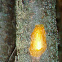 Buckthorn bark cut and sifted 1 Pound