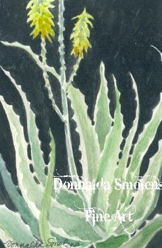 Aloe