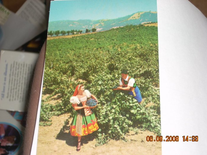 italian swiss colony vineyard scene asti california