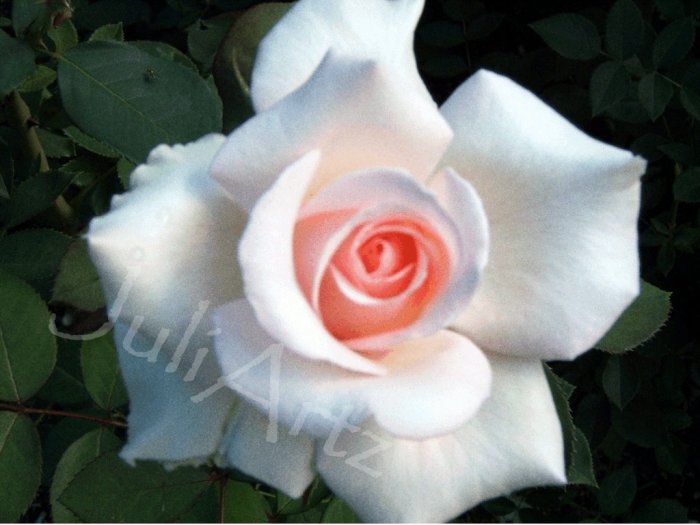 THE ROSE - photographic art - 8 x 10 photographic print