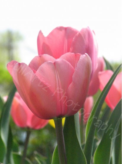 PRETTY IN PINK - photographic art - 8 x 10 photographic print