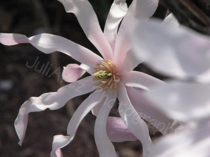 PINK WAVES - photographic art - 8 x 10 photographic print