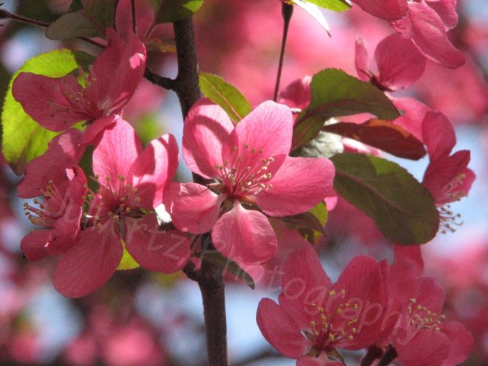 PINK STARS - photographic art - 8 x 10 photographi print