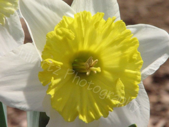 DIZZY DAFFY - photographic art - 8 x 10 photographic print