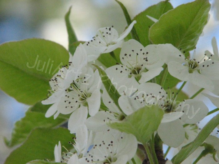 LITTLE CLUSTERS - photographic art - 8 x 10 photographic print