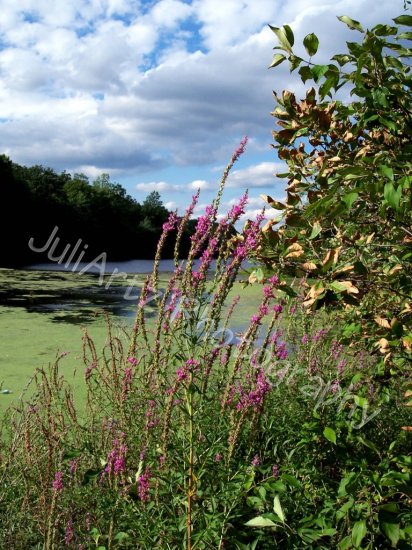 WHISPERING-Photographic Art-8 x 10 photographic print