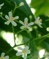 Neem Face Cream