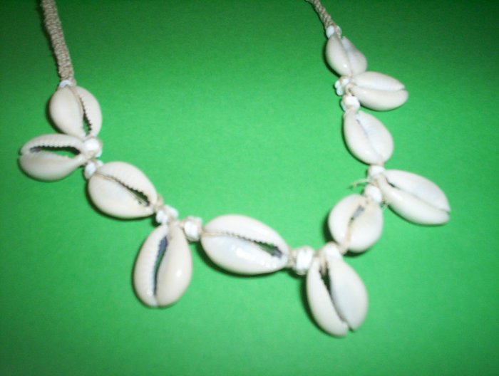 shells 1