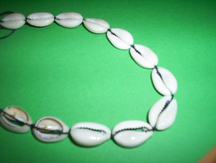 shells 4