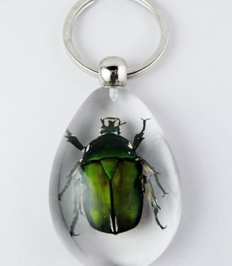Real Insect Bug Amber Key Chain keyring Lvbao Beetles