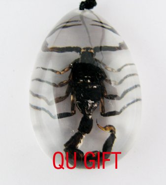 Real Insect Bug Amber Necklace Pendant Scorpio