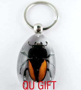 Real Insect Bug Amber Lucite Key Chain Gold Beetle