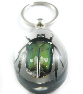 Real Insect Bug Amber lucite Key Chain Green Beetle